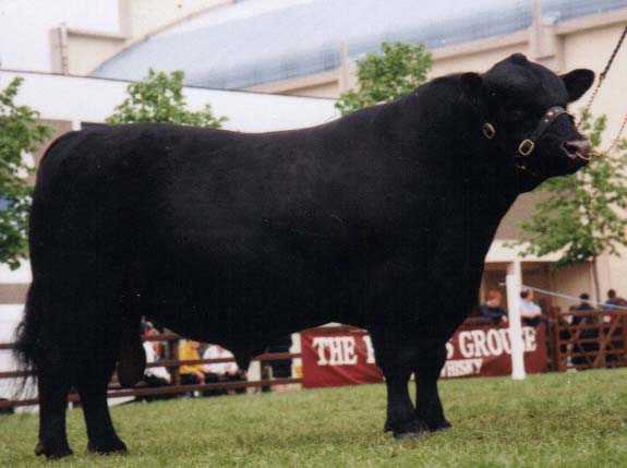 Ballamanaugh Estefan